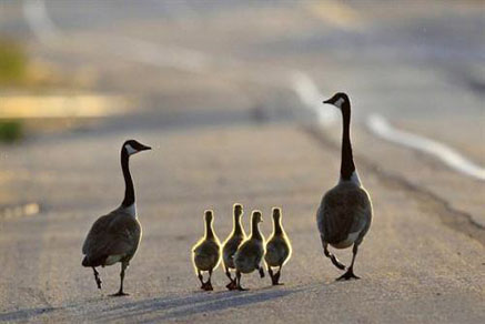 【干貨滿滿】為什么要買學(xué)區(qū)房，看完你就懂了